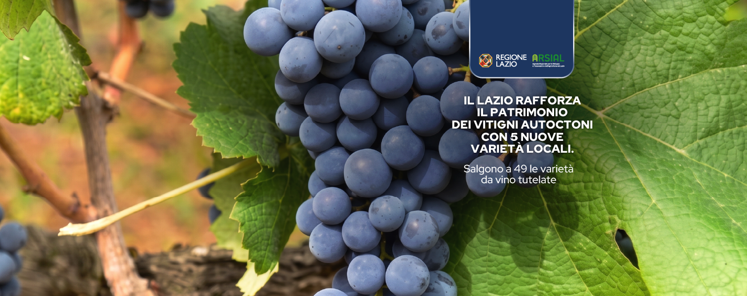 Biodiversità, cinque nuovi vitigni sotto tutela: